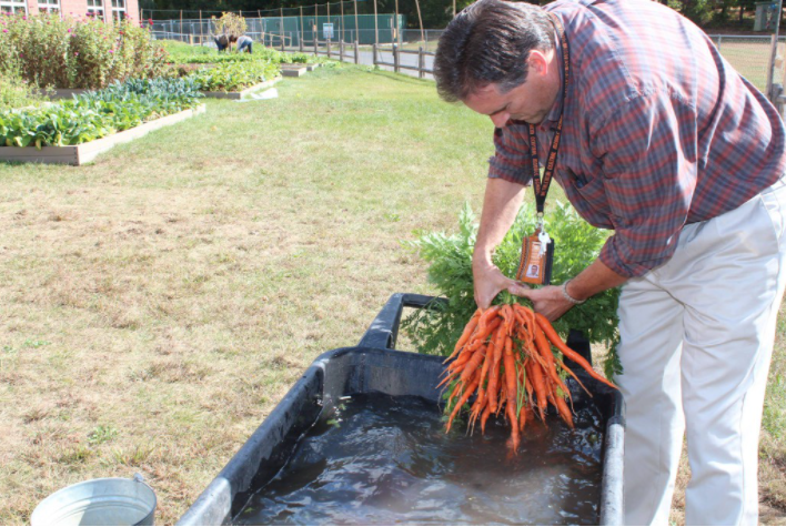 person washing carrots in wheelbarrow