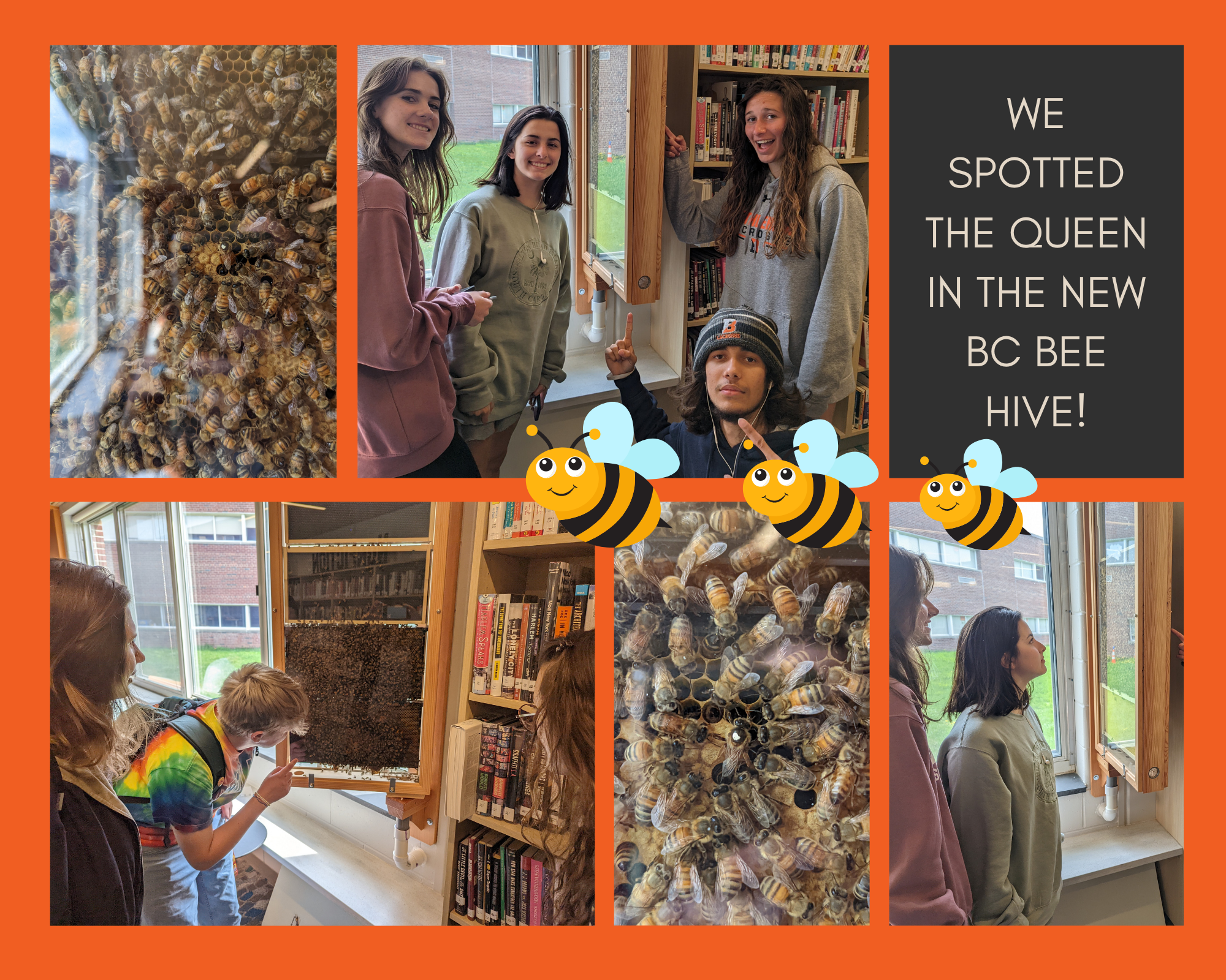 photos of bees in beehive