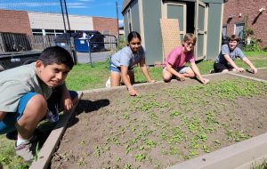 Students looking up as the weed through the carrot section of the Bethlehem Middle School Garden