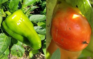 A pepper and tomato growing off plants in BCMS garden